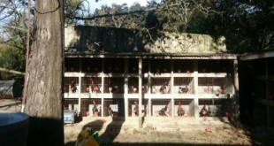 PELEA GALLOS